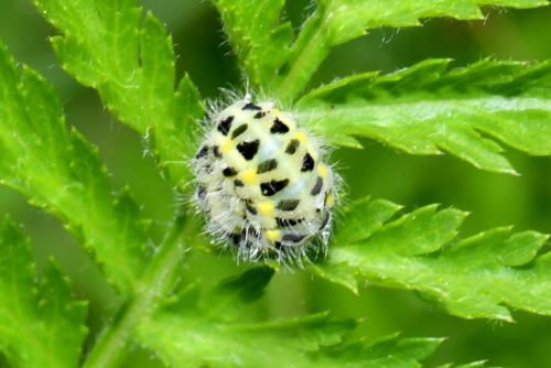 Zygaena sp.